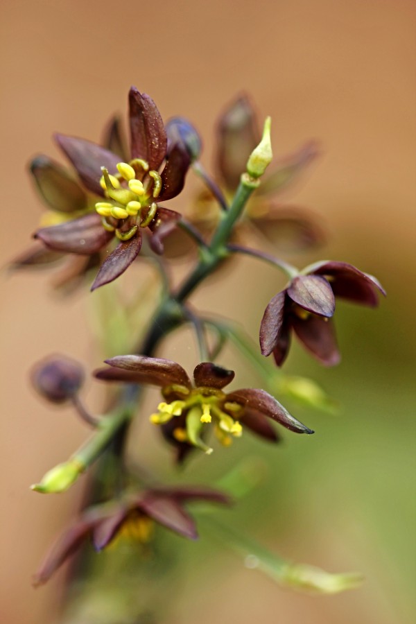 Blue Cohosh by Deb Oppermann